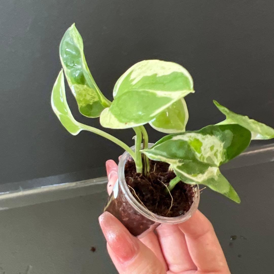 Pothos Enjoy B