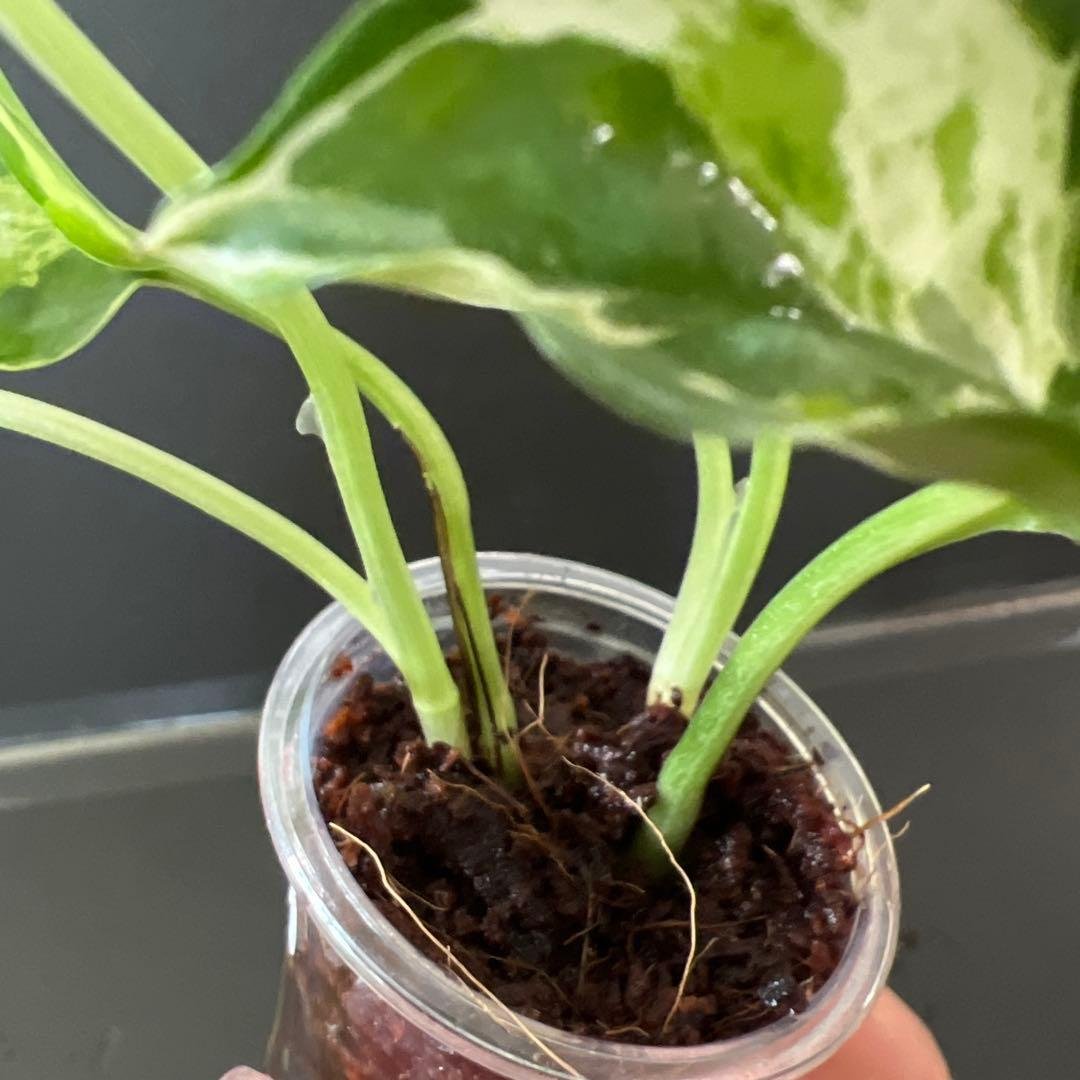 Pothos Enjoy B