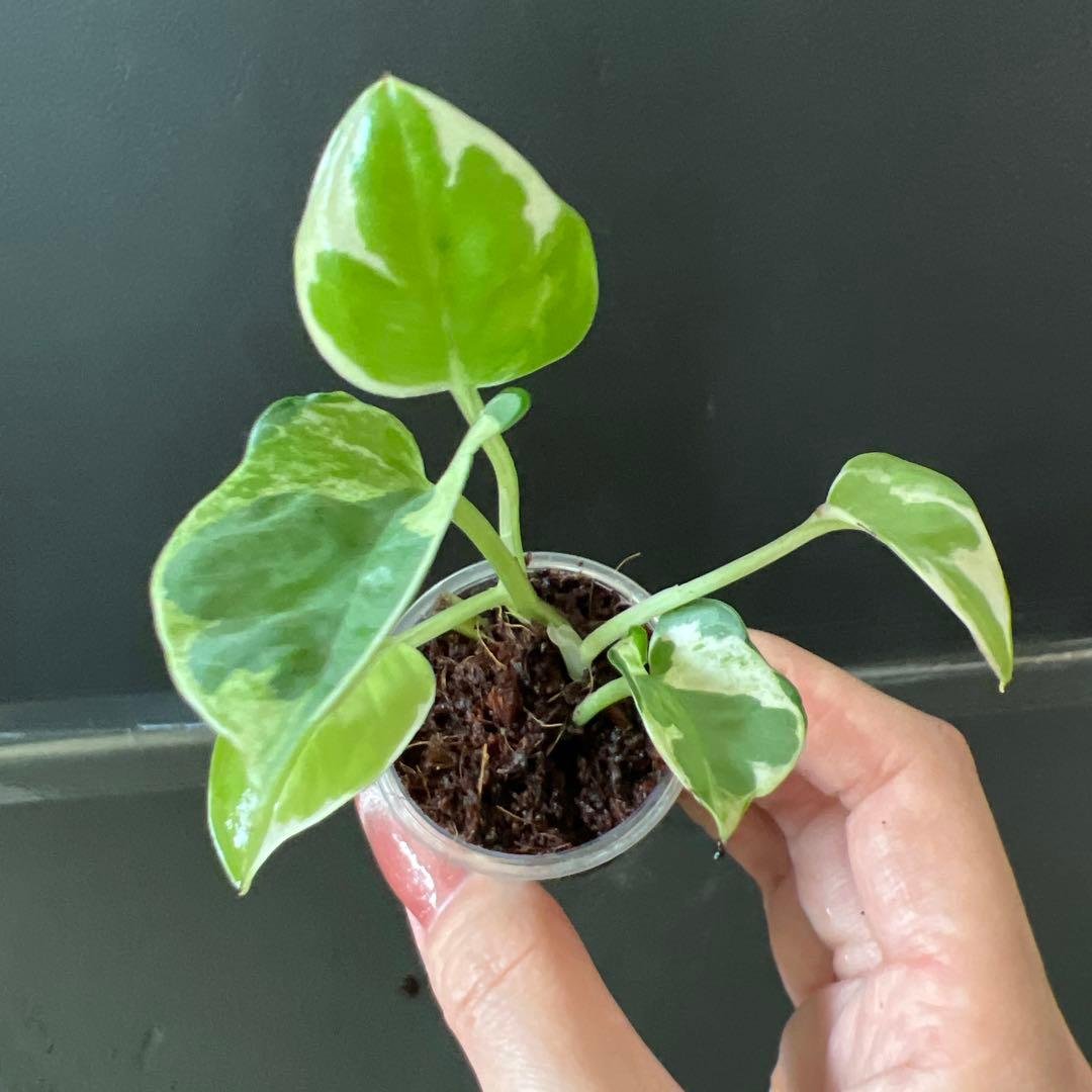 Pothos Enjoy B