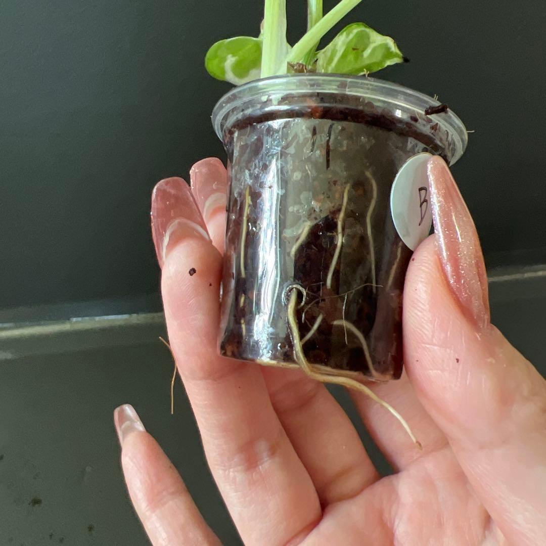 Pothos Enjoy B
