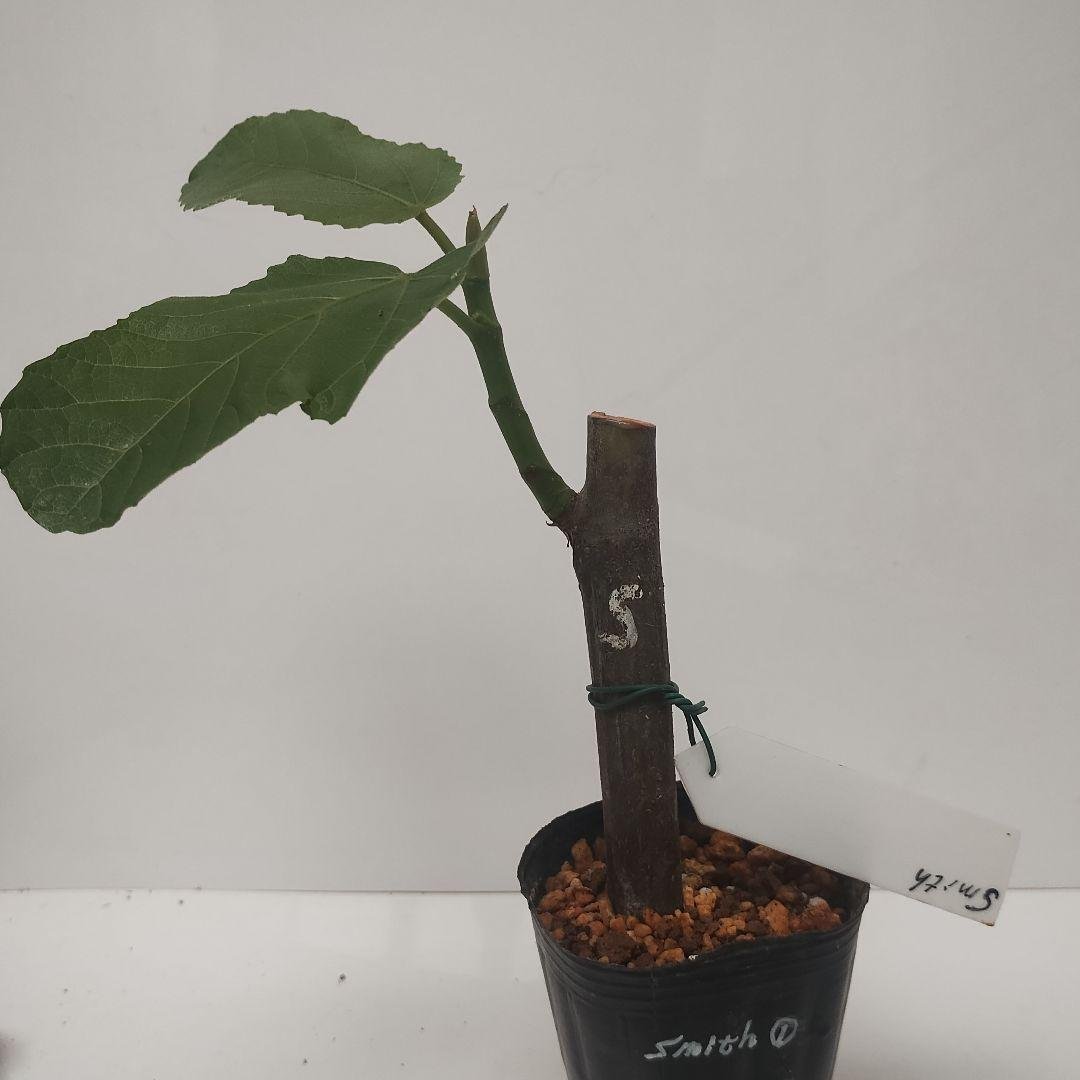 Fig Tree Pot Seedling Smith Smith ① 1 Pot